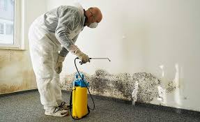 Best Mold Damage Restoration in USA